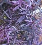 0.5m Japanese Maple Plant - Acer Palmatum Red Pygmy