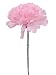 100 Carnation 5