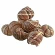Escargot Shells by Chefshop.com
