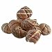 Escargot Shells by Chefshop.com