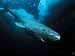 Close View of a Greenland Shark Photographic Poster Print by Paul Nicklen, 40x30