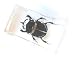 R and H - Medium Insect Paperweight - Dung Beetle Image