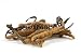 Wallmonkeys Peel and Stick Wall Decals - Cordyceps (a Genus of Ascomycete Fungi) - 24"W x 16"H Removable Graphic Wallmonkeys Peel and Stick Wall Decals - Cordyceps (a Genus of Ascomycete Fungi) - 24"W x 16"H Removable Graphic