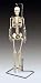 Mr. Thrifty, Nerves Human Skeleton, With Spinal Nerves. Complete, Least Cost Model  WCP-1NX