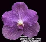 Vanda Somsri Delight 1611H