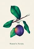 12 X 18 Stretched Canvas Poster Duand's Purple Grapes