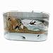 Star Wars Science - Dagobah Frog Habitat