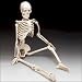 Mr. Thrifty Halloween Skeleton (WCP1D) 4th Quality (stand not included)