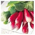 SEED BARGAINS: Radish French Breakfast (Approx 400 Commercial Grade Seeds)