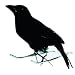 Rabe, ca. 15 cm, Echte Federn -Halloween-Deko-