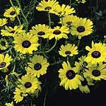 Outdoor Living : Chrysanthemum carinatum Bright Eyes (1 Pkt - 350 seeds)