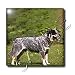 Dogs Australian Cattle - Australian Cattle Dog - Tiles