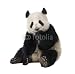 Wallmonkeys Peel and Stick Wall Decals - Giant Panda (18 Months) - Ailuropoda Melanoleuca - Removable Graphic