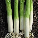 Organic Falltime Leek 340 Seeds - Veggie