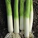 Organic Falltime Leek 340 Seeds