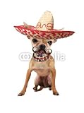Wallmonkeys Peel and Stick Wall Decals - Mexican Chihuahua Dog - Removable Graphic