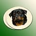 Rottweiler Coasters - 4 Pack