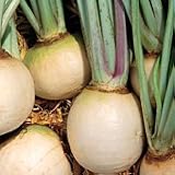 Organic Gold Ball Turnip - 350 Seeds - Heirloom