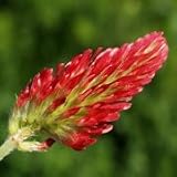 Trifolium incarnatum (Crimson Clover) - Bulk Wildflower Seeds