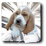 Dogs Basset Hound - Basset Hound Puppy - Mouse Pads