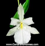 Miltonia spectabilis alba 