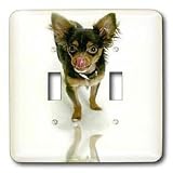 Dogs Chihuahua - Long Hair Chihuahua - Light Switch Covers - double toggle switch