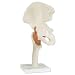 3B Scientific A81 Functional Hip Joint Model, 6.7" x 4.7" x 13.0"