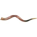 Shofar Extra Large Yemenite