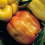 Organic Sunrise Orange Sweet Bell Pepper - 50 Seeds - B001ERM6AA