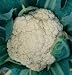 Cauliflower Snow Crown F1 85 Seeds per Packet