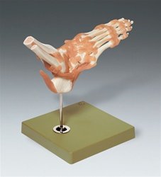 Functional Model Of Foot + Ankle