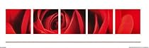 Red Rose (Burgeoning) Art Poster Print - 12" X 36"