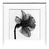 X-Ray PHOTOGRAPHY�i�����g�Q���t�H�g�O���t�B�[�j�|�X�^�[�t���[�� Steven N.Meyers /Daffodil 330x330x30mm