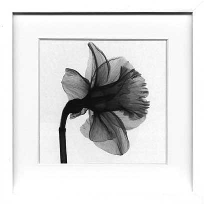 X-Ray PHOTOGRAPHY（レントゲンフォトグラフィー）ポスターフレーム Steven N.Meyers /Daffodil 330x330x30mm
