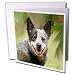 Dogs Australian Cattle - Australian Cattle Dog - Greeting Cards-12 Greeting Cards with envelopes