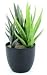 Silk Flowers pl. ptd. aloe plant 9