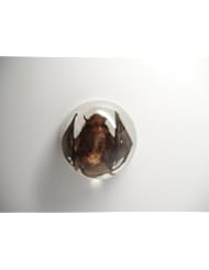 Home: Lucite Treasures Small Bat Dome - Lucite Treasures