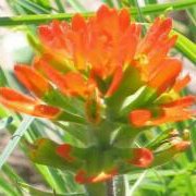 Indian Paintbrush (Castilleja coccinea) - Jumbo Wildflower Seed Packet