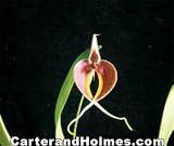Bulbophyllum masdevalliacium (blumei)