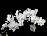 Phalaenopsis Newberry Snowdrops 'Bouquet'