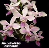 Phalaenopsis equestris 928S