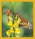 Variegated Fritillary Butterfly Bookmark