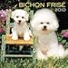 Bichon Frise 2010 Deluxe Wall Calendar