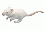 Eigenschaften BULLYLAND 64381 / BULLYLAND 64381 - Mausbaby, 10 cm, weiss
