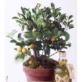 Kumquat Clay Pot