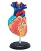 Tedco Human Anatomy - Heart Anatomy Model