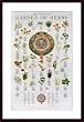 Art Poster Wood Framed Print - Cook's Garden of Herbs, A - Artist: Weissman- Poster Size: 36 X 22