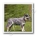 Dogs Australian Cattle - Australian Cattle Dog - Iron on Heat Transfers