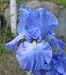 1 Reblooming 'Lake Reprise' Bearded Iris Rhizome 3/5fan