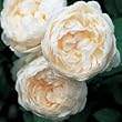 Glamis Castle--David Austin English Rose Bush, Five Gallon Container